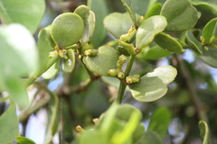 Phoradendron mucronatum