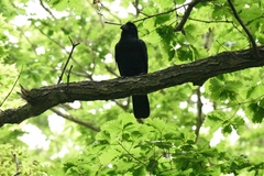 Corvus macrorhynchos