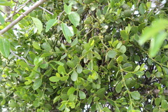 Phoradendron mucronatum