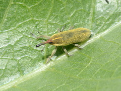 Lixus strangulatus