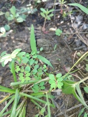 Phyllanthus caroliniensis guianensis