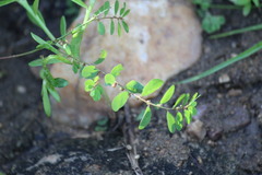 Phyllanthus caroliniensis guianensis
