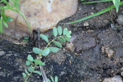 Phyllanthus caroliniensis guianensis
