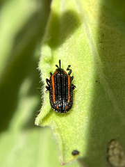 Microrhopala rubrolineata