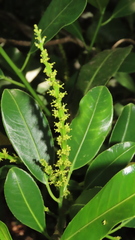 Sapium lateriflorum