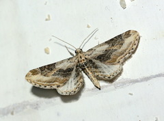 Eupithecia accurata