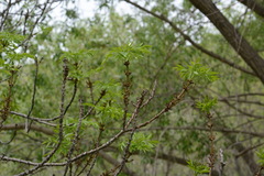 Fraxinus sogdiana