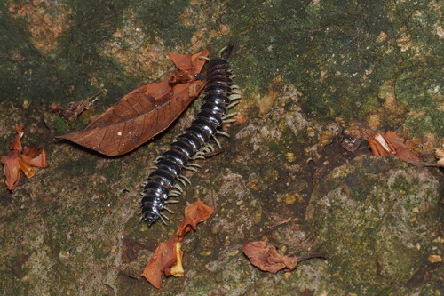 Parafontaria tonominea