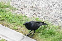 Corvus macrorhynchos