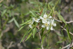 Pyrus regelii