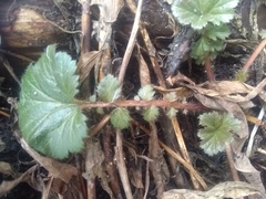 Geum macrophyllum perincisum
