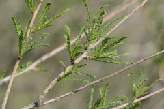 Spiraeanthus schrenkianus