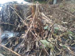 Geum macrophyllum perincisum