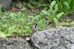 Passer montanus