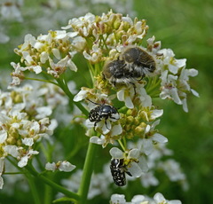 Tropinota hirta hirtiformis