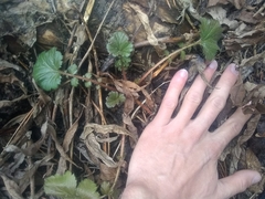 Geum macrophyllum perincisum