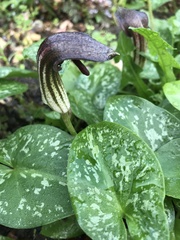 Arisarum vulgare