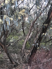 Eucalyptus polybractea