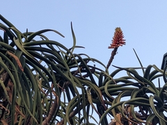 Aloidendron barberae