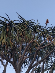 Aloidendron barberae
