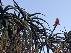 Aloidendron barberae