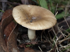 Russula neerimea