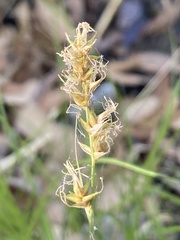 Carex chihuahuensis