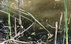 Pseudacris hypochondriaca