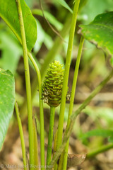 Goeppertia monophylla