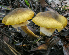 Armillaria luteobubalina