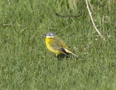 Motacilla flava beema