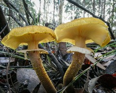 Armillaria luteobubalina