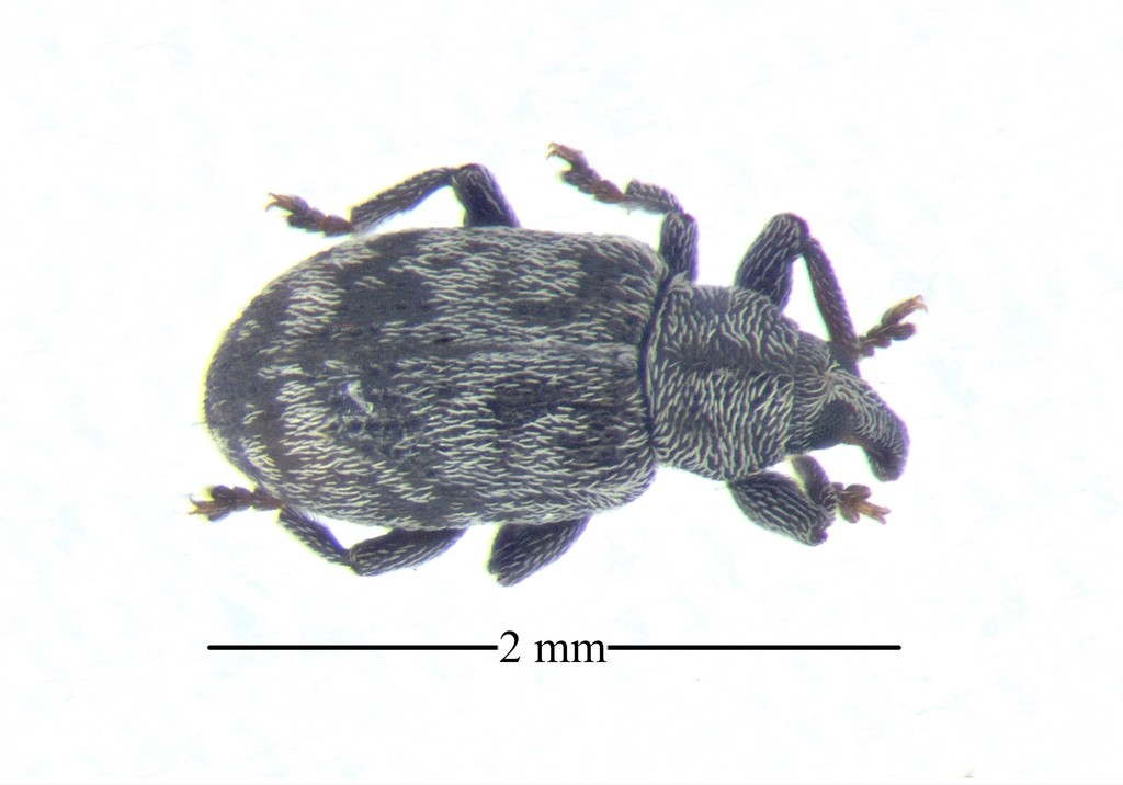 Ellescus michaeli