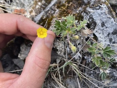 Potentilla arenosa
