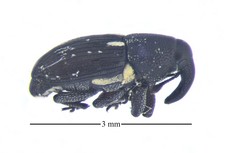 Plesiobaris albilata