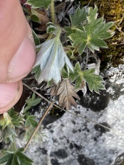 Potentilla arenosa