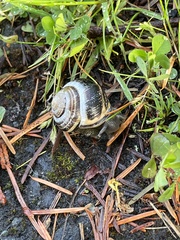 Cepaea nemoralis