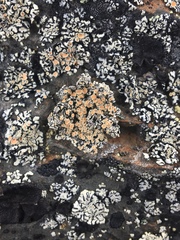 Rhizoplaca chrysoleuca