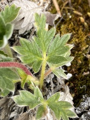 Potentilla arenosa