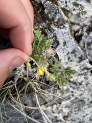 Potentilla arenosa