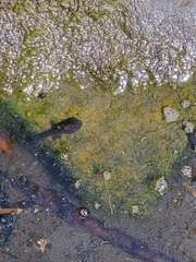 Pseudacris hypochondriaca