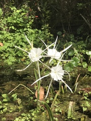 Hymenocallis palmeri