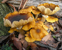 Armillaria luteobubalina