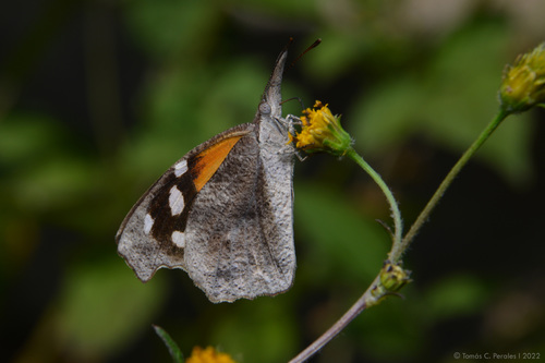 American snout
