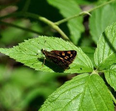 Carterocephalus mandan