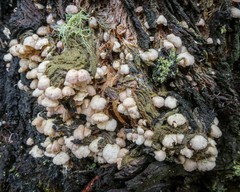 Marasmiellus affixus