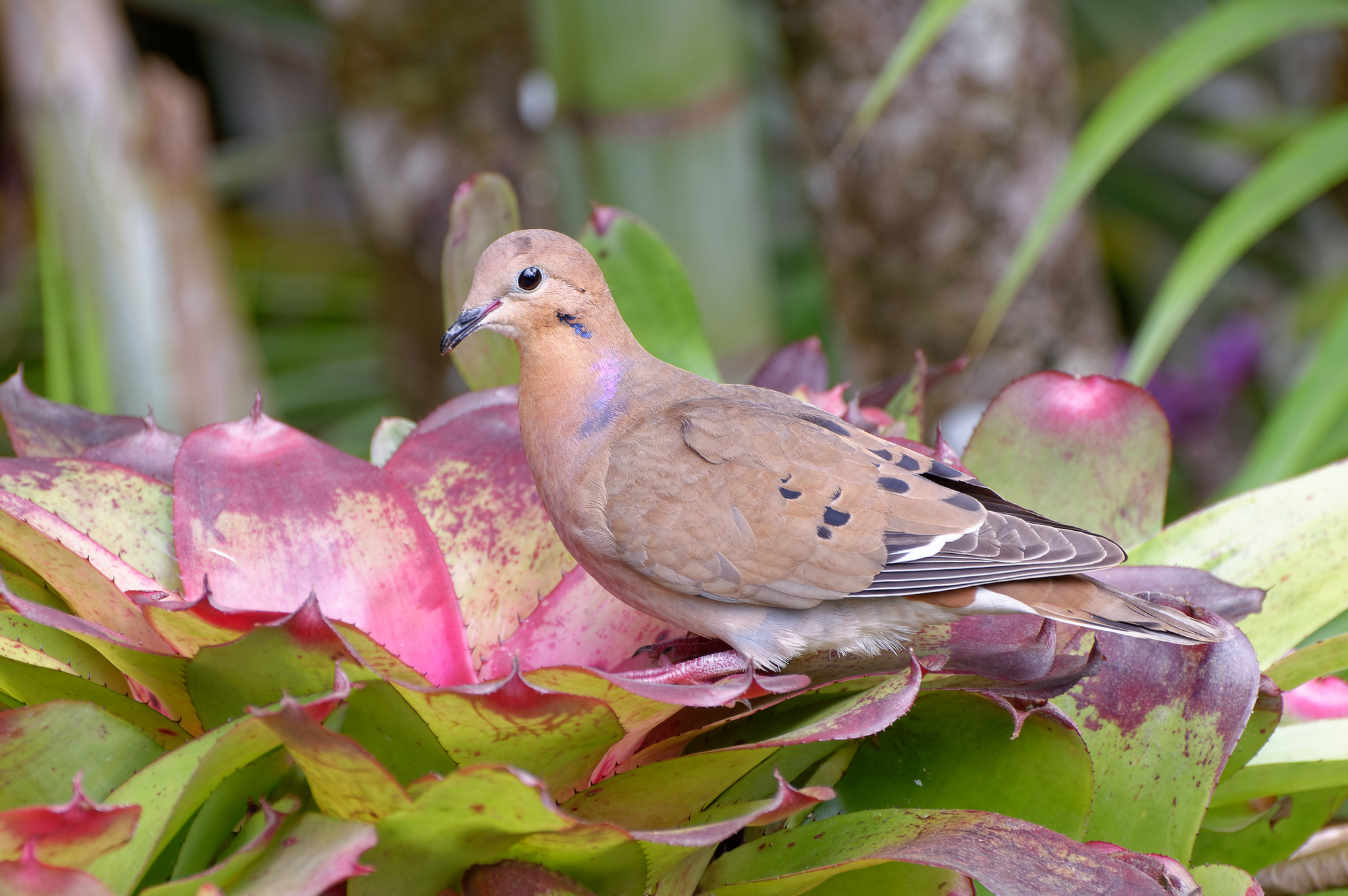Zenaida Dove (Zenaida aurita)