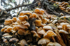 Marasmiellus affixus