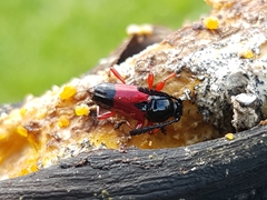 Lissonotus corallinus