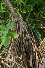 Pandanus odorifer
